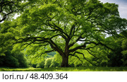 majestic elm tree ai generated. Стоковое AI-изображение, AI-художник Vectorwin / Фотобанк Лори