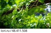 green plant vine ai generated. Стоковое AI-изображение, AI-художник Vectorwin / Фотобанк Лори