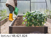 An elderly woman with a watering can waters the ground before planting a plant. Seedlings are planted in the ground in a greenhouse. The concept of spring planting of vegetables and agriculture. Стоковое фото, фотограф Photojuli / Фотобанк Лори