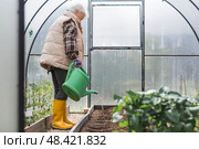 An elderly woman with a watering can waters the ground before planting a plant. Seedlings are planted in the ground in a greenhouse. The concept of spring planting of vegetables and agriculture. Стоковое фото, фотограф Photojuli / Фотобанк Лори