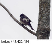 European pied flycatcher perched on a branch. Стоковое фото, фотограф Ольга Сергеева / Фотобанк Лори