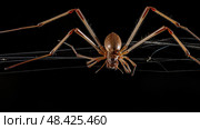 hunt brown recluse spider ai generated. Стоковое AI-изображение, AI-художник Vectorwin / Фотобанк Лори