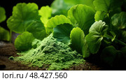 remedies centella asiatica leaf ai generated. Стоковое AI-изображение, AI-художник Vectorwin / Фотобанк Лори