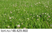 A bee on a clover flower. Trifolium pratense, the white clover in the meadow. White-flowered clover and Poa annua, or annual meadow grass on the lawn in summer in the sunlight. Meadow flowers Close up. Стоковое видео, видеограф Марина Демидюк / Фотобанк Лори