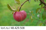 Ripe Apples in the Apple Orchard before Harvesting. Big Red delicious Apples Hanging from a Tree Branch in the Fruit Garden at Fall Harvest. Basket of Apples. Autumn Cloudy Day, Soft Shadow. 4K. Стоковое видео, видеограф Марина Демидюк / Фотобанк Лори