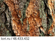 bark of a larch tree in close-up. natural background. Стоковое фото, фотограф Есич Елена / Фотобанк Лори