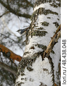 A nuthatch bird on a birch tree trunk in winter. Стоковое фото, фотограф Сергей Фролов / Фотобанк Лори