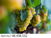 White grapes hanging on vine in vineyard. Стоковое фото, фотограф Яков Филимонов / Фотобанк Лори