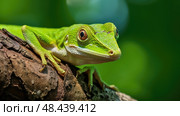 camouflage green anole ai generated. Стоковое AI-изображение, AI-художник Vectorwin / Фотобанк Лори