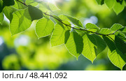 chlorophyll tree leaves ai generated. Стоковое AI-изображение, AI-художник Vectorwin / Фотобанк Лори