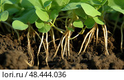 nitrogen peanut plants ai generated. Стоковое AI-изображение, AI-художник Vectorwin / Фотобанк Лори