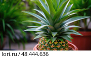 spiky pineapple plant ai generated. Стоковое AI-изображение, AI-художник Vectorwin / Фотобанк Лори
