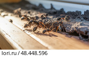 control odorous house ants ai generated. Стоковое AI-изображение, AI-художник Vectorwin / Фотобанк Лори