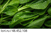 ipomoea water spinach ai generated. Стоковое AI-изображение, AI-художник Vectorwin / Фотобанк Лори