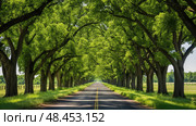 canopy osage orange tree ai generated. Стоковое AI-изображение, AI-художник Vectorwin / Фотобанк Лори