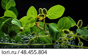 fixation nitrogen plants ai generated. Стоковое AI-изображение, AI-художник Vectorwin / Фотобанк Лори