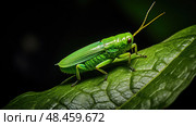 vibrant leaf hopper ai generated. Стоковое AI-изображение, AI-художник Vectorwin / Фотобанк Лори