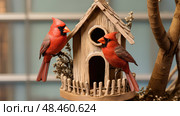 male cardinal bird house ai generated. Стоковое AI-изображение, AI-художник Vectorwin / Фотобанк Лори