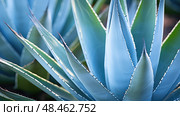 mezcal blue agave plant ai generated. Стоковое AI-изображение, AI-художник Vectorwin / Фотобанк Лори