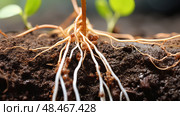 metabolism plant chemistry ai generated. Стоковое AI-изображение, AI-художник Vectorwin / Фотобанк Лори