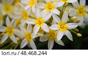 bethlehem star of bethleham ai generated. Стоковое AI-изображение, AI-художник Vectorwin / Фотобанк Лори