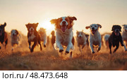 Golden Hour Rush: A pack of excited canines sprints towards the viewer during a radiant sunset, joy and energy captured in motion. Стоковое AI-изображение, AI-художник Данила Большаков / Фотобанк Лори