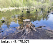 Пруд с утками весной. Старый пень. Новосибирск, Академгородок, Россия. Duck pond in spring. Novosibirsk, Akademgorodok, Russia. 春天的鸭塘。 新西伯利亚，Akademgorodok，俄罗斯。 Стоковое фото, фотограф Денис Баданин / Фотобанк Лори