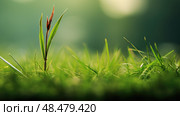 blade brown grass ai generated. Стоковое AI-изображение, AI-художник Vectorwin / Фотобанк Лори
