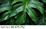 alocasia tropical plant leaves ai generated. Стоковое AI-изображение, AI-художник Vectorwin / Фотобанк Лори