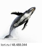 Humpback whale breaching and splashing on white background. Стоковое AI-изображение, AI-художник Иван Рябоконь / Фотобанк Лори