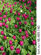 Vibrant Pink Tulips Blooming in Spring Garden. Стоковое фото, фотограф Ольга Губская / Фотобанк Лори