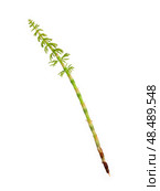 Young horsetail (Equisetum) sprig Isolated on white background, cutout ready. Стоковое фото, фотограф Елена  Попкова / Фотобанк Лори
