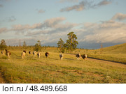 Солнечное вечернее поле, коровы, Бурятия, Россия. Стоковое фото, фотограф Александра Николаева / Фотобанк Лори