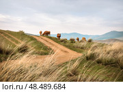Иволгинский район, Бурятия, грунтовая дорога и коровы. Стоковое фото, фотограф Александра Николаева / Фотобанк Лори