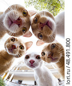 A group of adorable funny cats standing in a circle and looking at the camera, playful and curious facial expressions, bottom view, soft daylight, blue sky visible behind them, wide-angle lens, super detailed picture, super cute atmosphere, ultra realistic style. --chaos 5 --ar 3:4 --raw --profile j3h9fec --stylize 200 --weird 100 --v 7 Job ID: e38343b7-b651-4199-baf5-f7fe6156e74e. Стоковое фото, фотограф Ярославский Максим / Фотобанк Лори