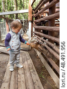 Little baby toddler boy feeding sheep on the farm. Стоковое фото, фотограф Юлия Бабкина / Фотобанк Лори