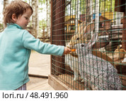 Boy feeding rabbit. Стоковое фото, фотограф Юлия Бабкина / Фотобанк Лори