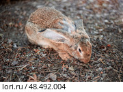 Gray domestic rabbit sits on the ground huddled. Growing pets. Стоковое фото, фотограф Коханова Наталья / Фотобанк Лори