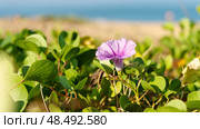 Beautiful flowers by the beach on the sea. Стоковое фото, фотограф Igor Skripachev / Фотобанк Лори