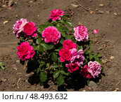 Красивый куст розовой кустовой розы. Роза Софи (Sophy's rose) Стоковое фото, фотограф Татьяна Новикова / Фотобанк Лори