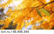 spring tree pollen ai generated. Стоковое AI-изображение, AI-художник Vectorwin / Фотобанк Лори