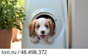 playful pet door ai generated. Стоковое AI-изображение, AI-художник Vectorwin / Фотобанк Лори