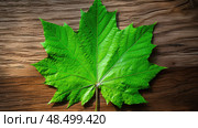 serrated leaf shapes ai generated. Стоковое AI-изображение, AI-художник Vectorwin / Фотобанк Лори