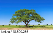 majestic hala tree ai generated. Стоковое AI-изображение, AI-художник Vectorwin / Фотобанк Лори