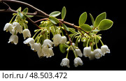 flowers mistletoe plant ai generated. Стоковое AI-изображение, AI-художник Vectorwin / Фотобанк Лори