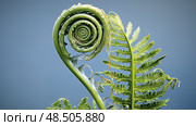 unfurling fern leaves ai generated. Стоковое AI-изображение, AI-художник Vectorwin / Фотобанк Лори