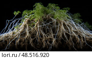 network indica plant ai generated. Стоковое AI-изображение, AI-художник Vectorwin / Фотобанк Лори