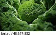 lettuce green vegetables ai generated. Стоковое AI-изображение, AI-художник Vectorwin / Фотобанк Лори