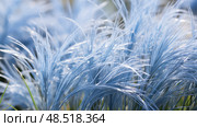 clump blue fescue ai generated. Стоковое AI-изображение, AI-художник Vectorwin / Фотобанк Лори
