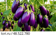 nightshade vegetable plant ai generated. Стоковое AI-изображение, AI-художник Vectorwin / Фотобанк Лори